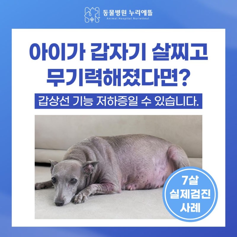강아지 갑상선 기능 저하증 증상, 갑자기 살찌고 무기력하다면?