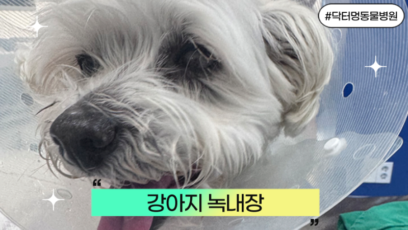 강아지 녹내장 증상, 이 신호 보이면 당일 병원 가야 합니다