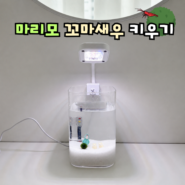 다이소 씨몽키 키우기, 마리모 & 꼬마 새우 기르기