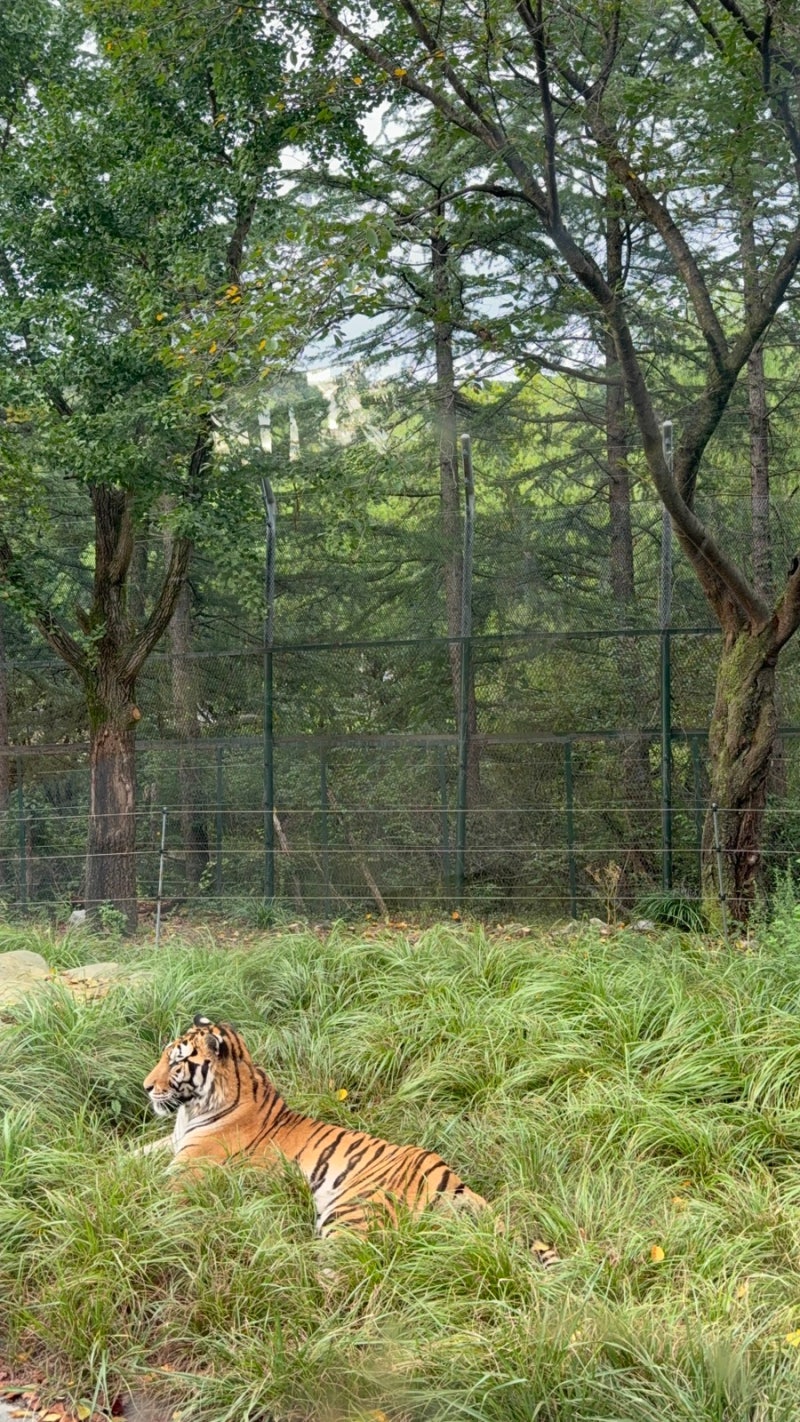 연휴에 고민이라면 대전 오월드(입장료, 제휴카드, 꿀팁 등) / 데이트부터 가족 나들이 사파....