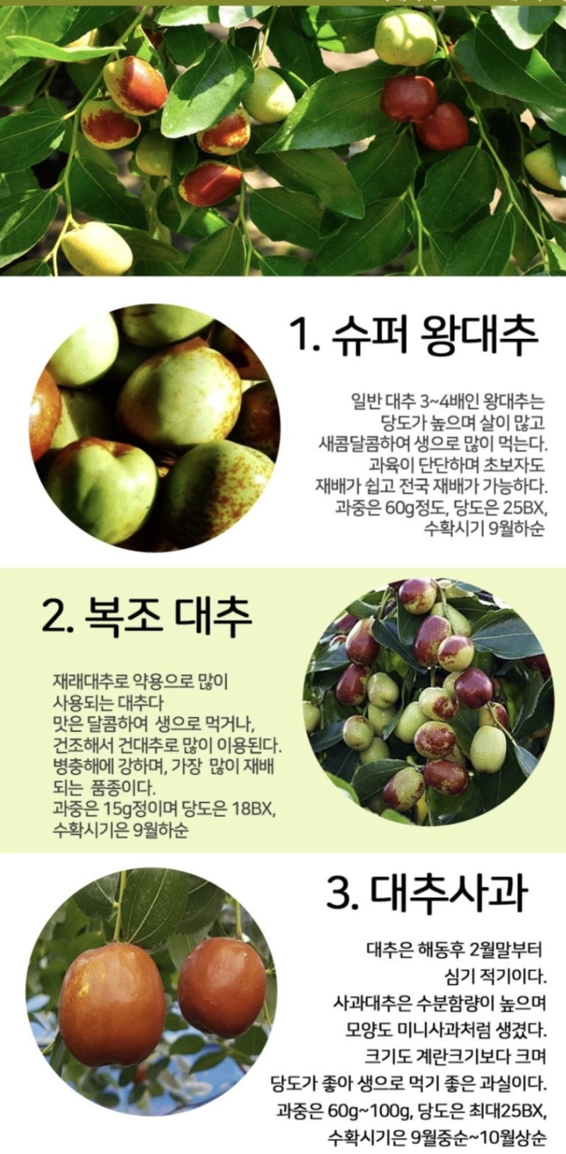 일반, 왕대추▪︎사과대추 크고 탐스럽게 수확 관리법
