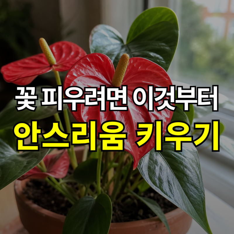 "꽃이 안 피고 잎만 자란다면?" 안스리움 키우기, 물주기, 꽃말
