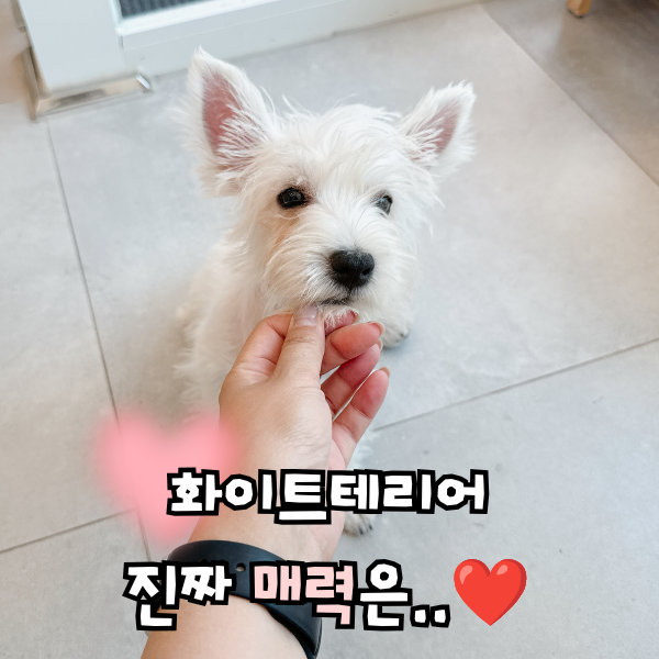 귀여운 강아지 종류, 웨스티 화이트테리어