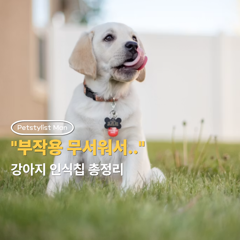 "부작용 무서워서.." 강아지 인식칩 해야하는 이유, 부작용 총정리