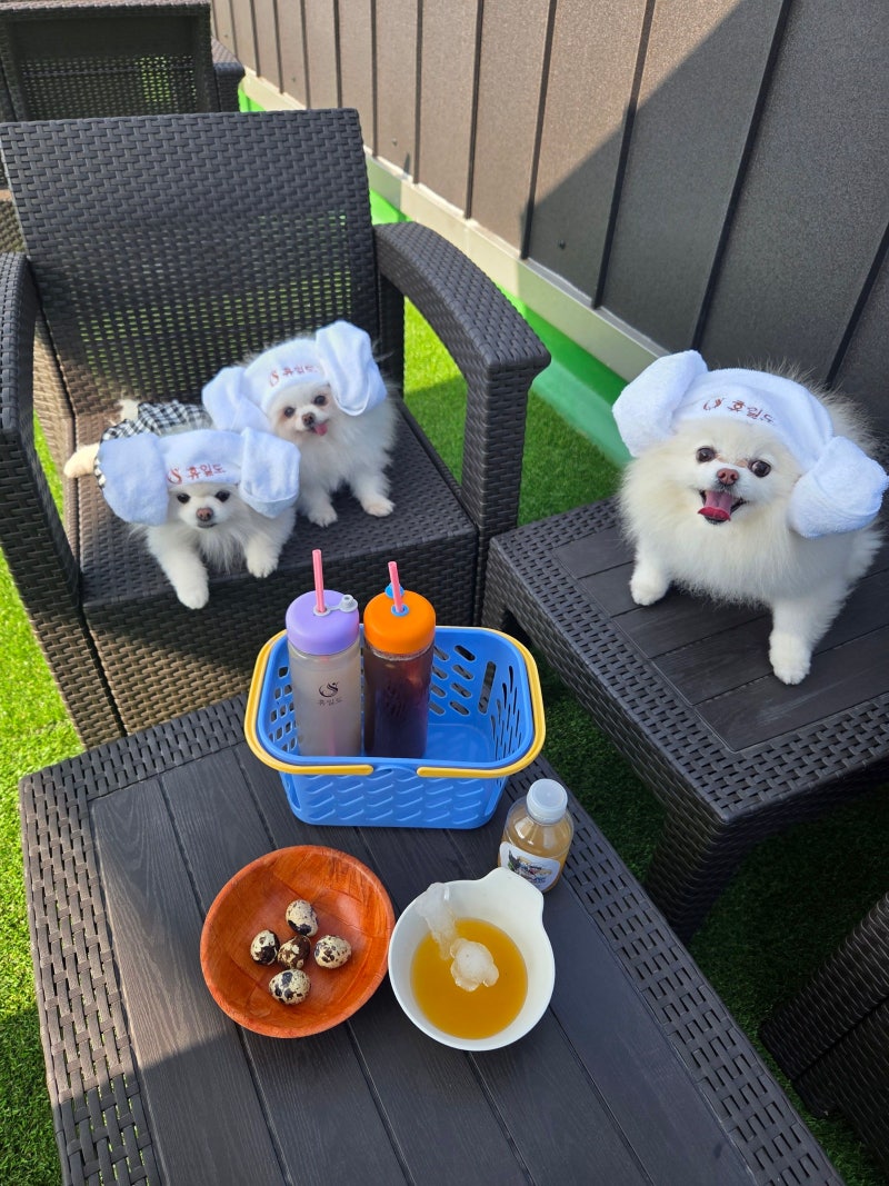 강아지와 찜질하고(이열치열) 시원하게~ 식혜까지! 애견동반 찜찔방 휴일도 부산점