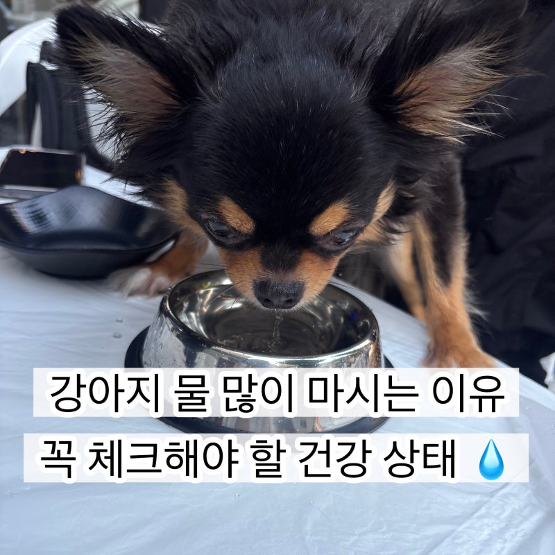 강아지 물 많이 마시는 이유, 단순한 갈증일까? 꼭 체크해야 할 건강 상태