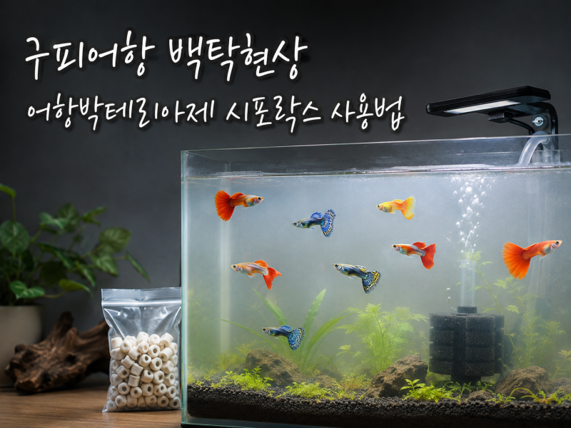 구피어항 백탁현상, 어항박테리아제 시포락스 사용 방법과 주의점