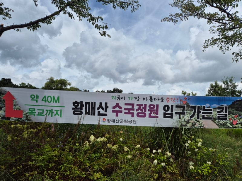 황매산 목수국 정원