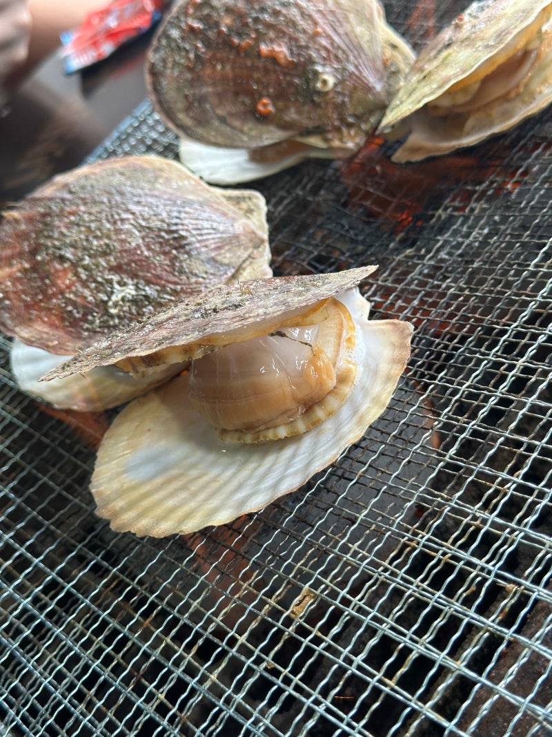 [그로밋의 맛집] 인생 가리비 영접! 강원도 고성 백도수산 가리비 직매장 숯불구이 & 포장 꿀....