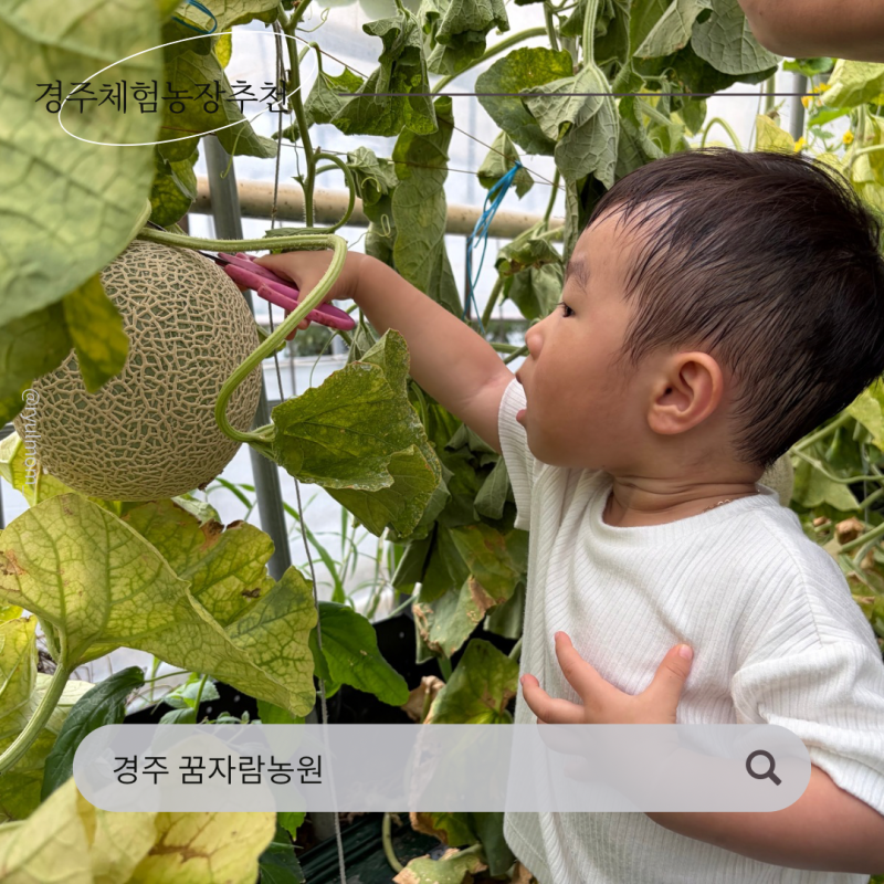 경주 아기랑 가볼만한 곳 꿈자람농원 멜론따기 체험 후기
