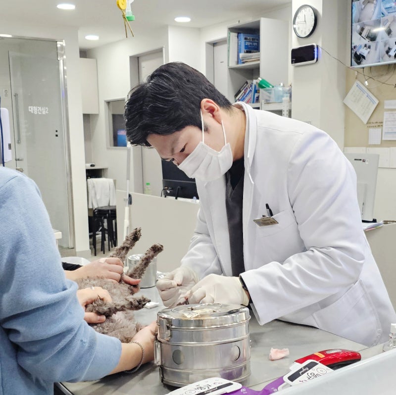 부산 강아지 쿠싱증후군, 의심해야 할 증상은? (동물병원)