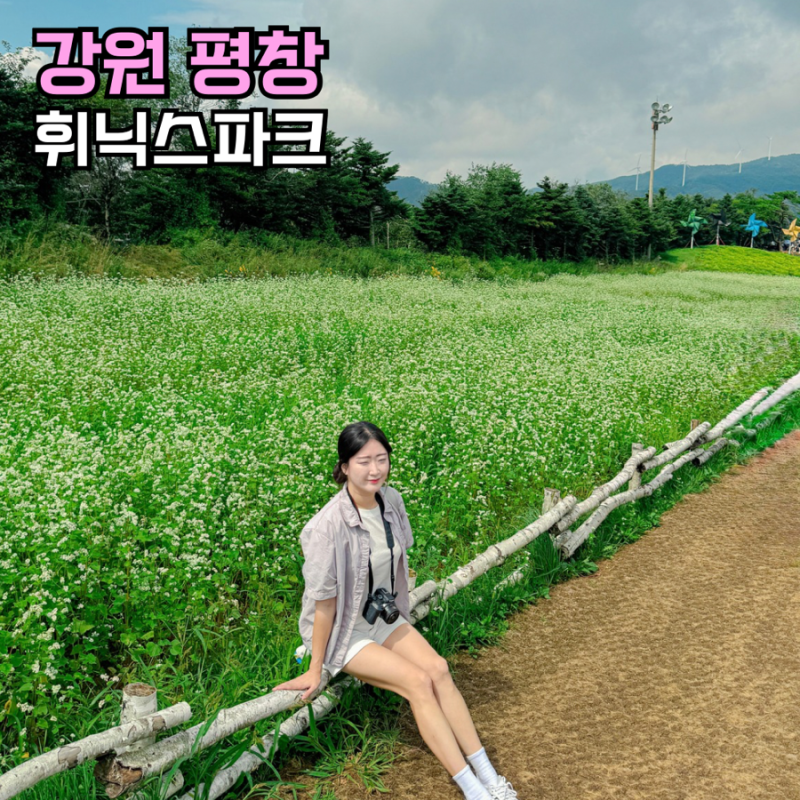 평창 가볼만한곳 여행코스 휘닉스파크 케이블카 메밀꽃밭 8월