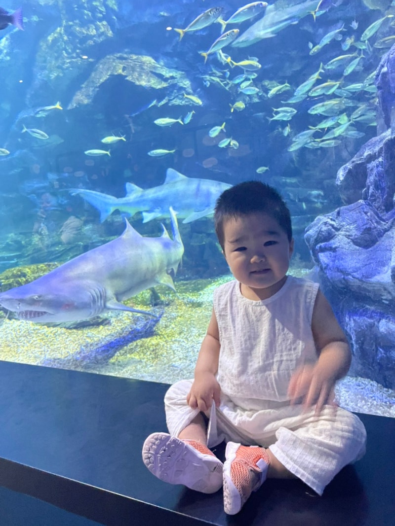 17개월 아기와 함께한 일산 아쿠아플라넷 | 임산부, 생일자 할인혜택