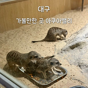 대구 가볼만한 곳 동성로 아쿠아밸리 가격 주차 모래놀이 실내 동물원 방문 후기