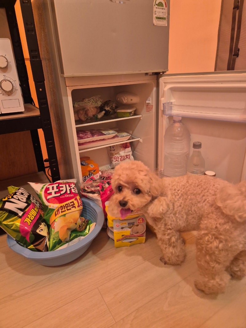 전남장흥 애견동반 가능한 땡땡이글램핑
