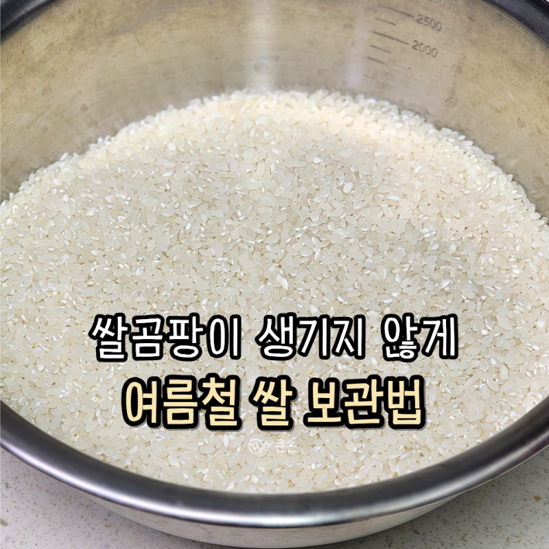 여름철 쌀 보관법, 쌀곰팡이 구분법과 예방하는 방법