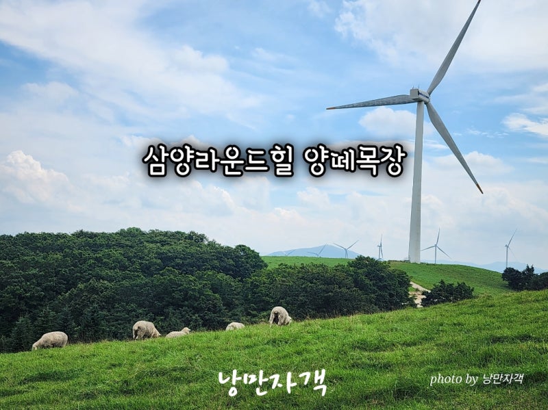 평창 대관령 삼양라운드힐 양몰이공연 입장료 할인 카페 양떼목장 후기