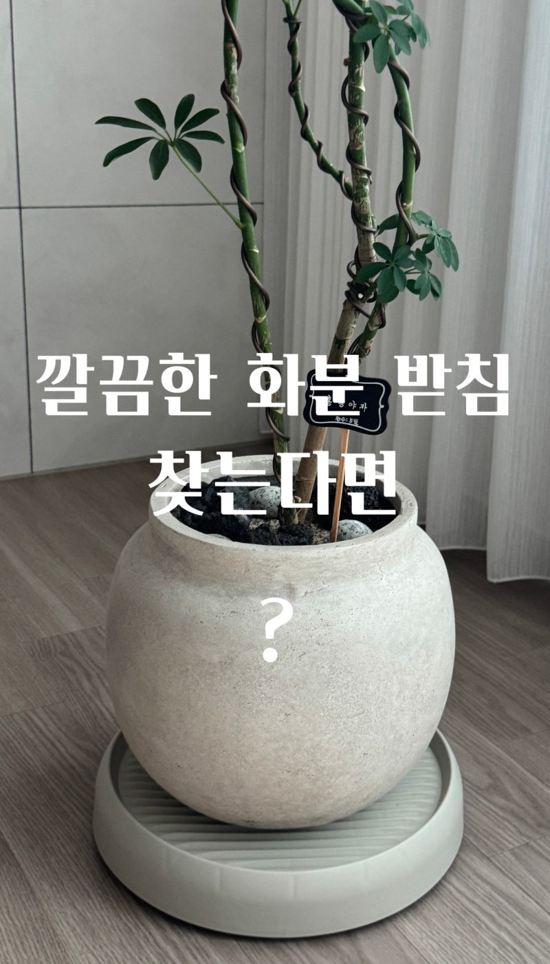 [내돈내산] 바퀴 달렸는데 아무도 몰라요｜요즘 제가 쓰는 화분 받침대