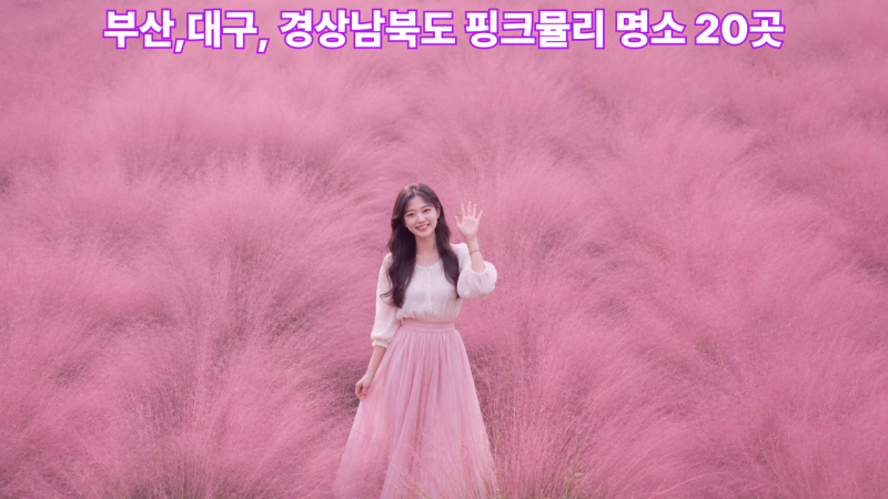 부산,대구, 경상남북도 핑크뮬리 명소 20곳