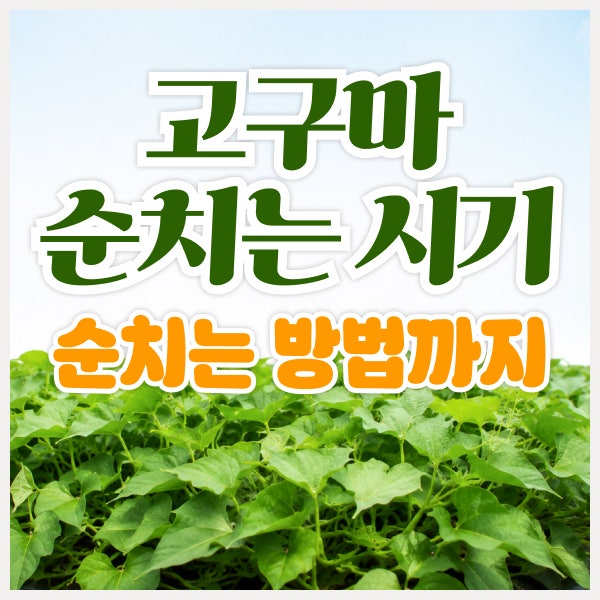 고구마 순치는 시기와 방법