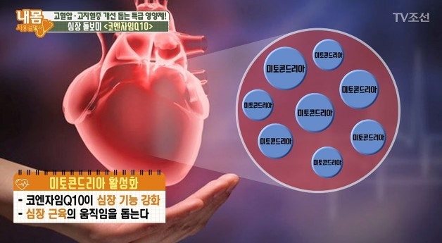 고지혈증 영양제 코큐텐 vs 오메가3 효과, 주의사항 총정리