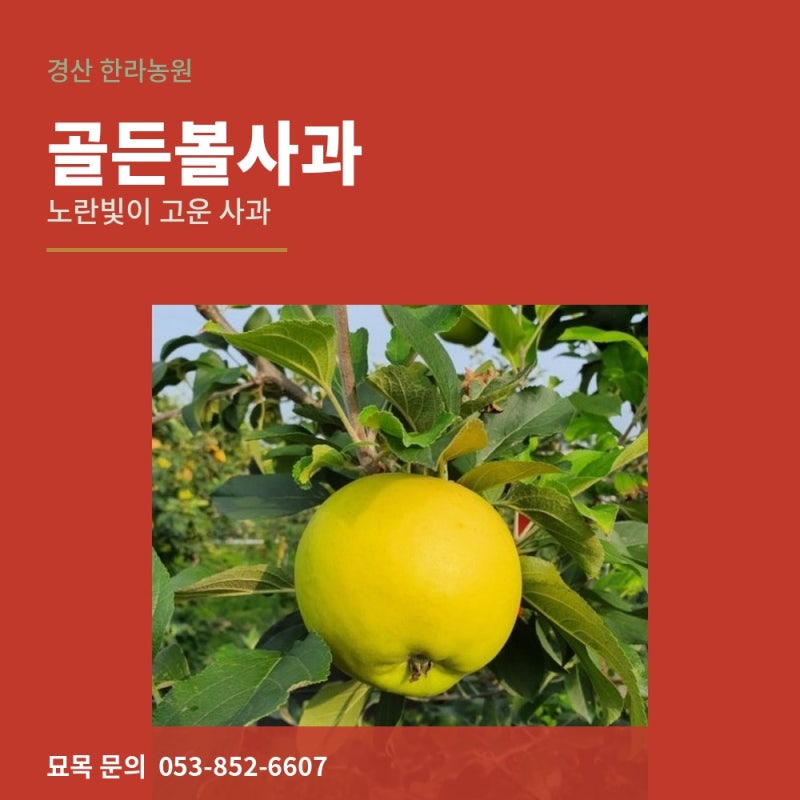 골든볼사과 묘목 특징과 심는 방법 | 경산 한라농원