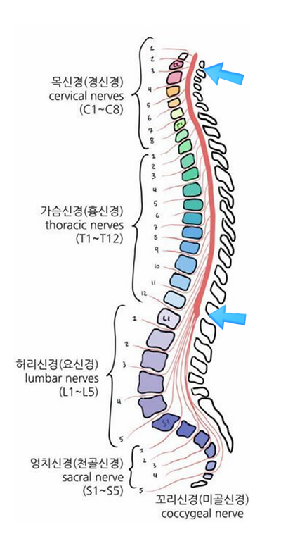 내시경을 이용한 목디스크 수술