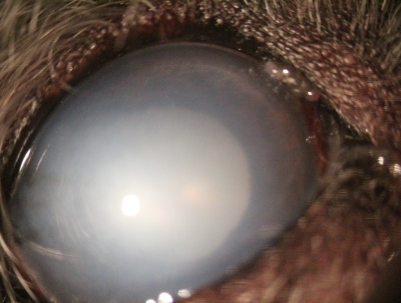 강아지 각막부종의 원인, 각막내피이영양증(Endothelial Dystrophy)은 어떤 질환일까?