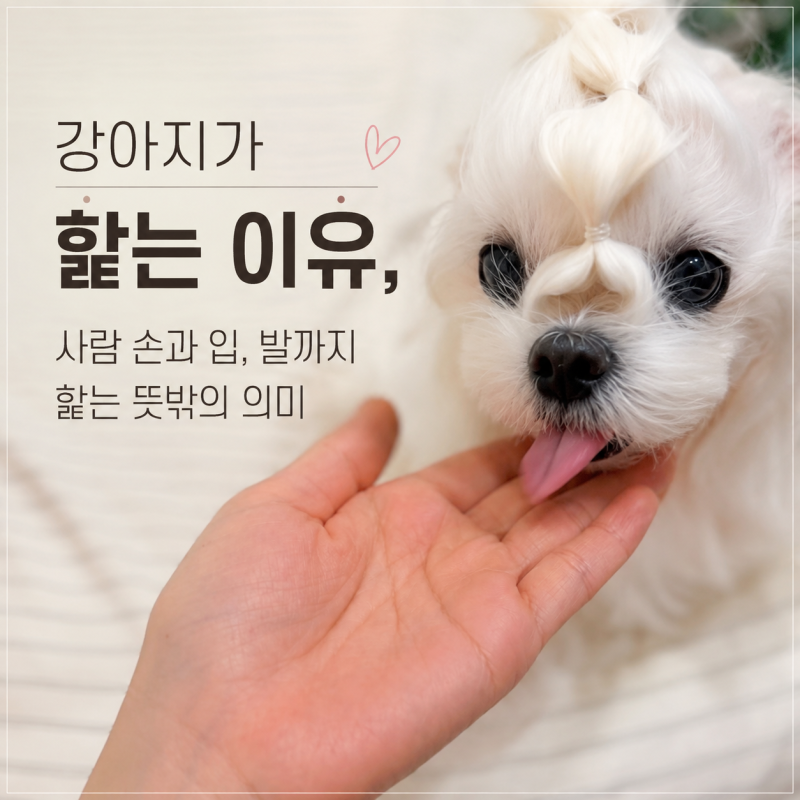 강아지가 핥는 이유, 사람 손과 입, 발까지 핥는 뜻밖의 의미