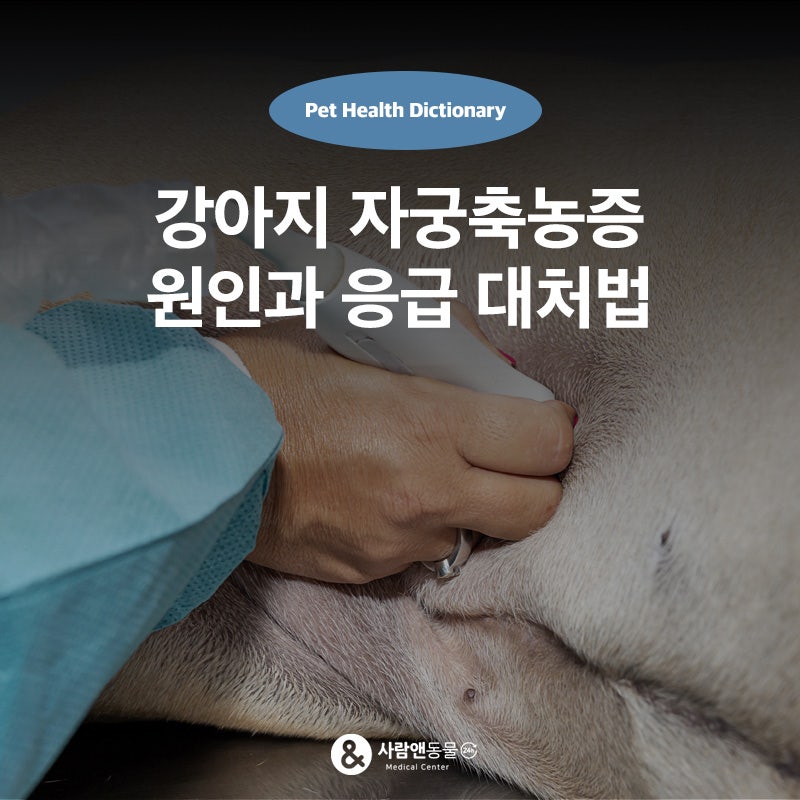 강아지가 물을 유난히 많이 마신다면? 자궁축농증(Pyometra) 원인과 응급 대처법