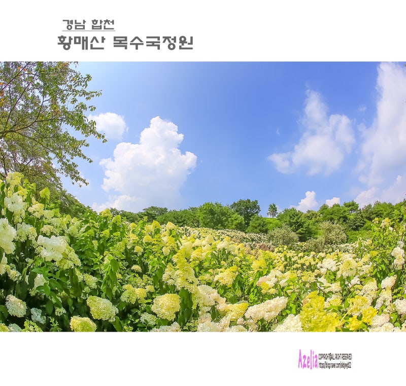 경남 합천::황매산 목수국정원(2부)【26년8월4일】