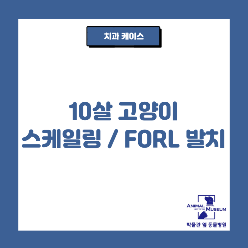 고양이 스케일링 / 치아흡수성병변(FORL)발치 [고양이 스케일링][고양이 발치][고양이 FORL][고....