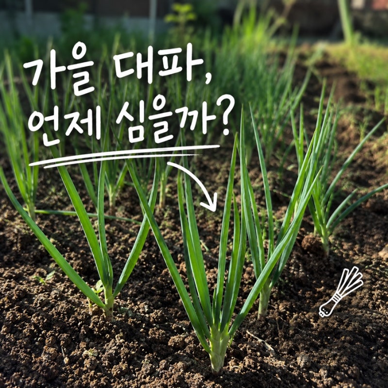 대파 심는시기 가을엔 언제? 씨앗 파종 모종 심는법까지
