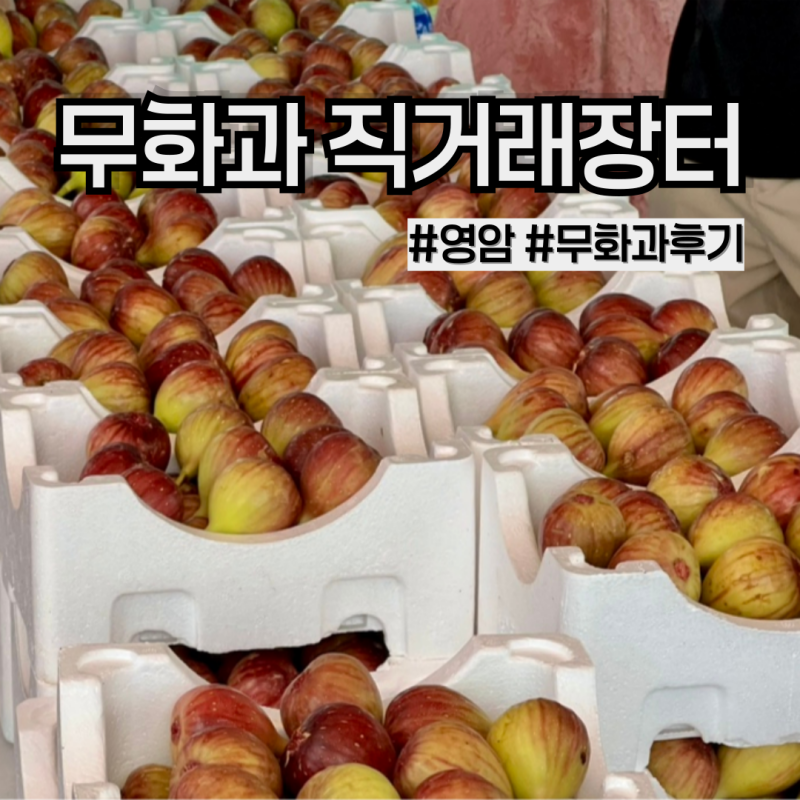 전남 영암 무화과 직거래장터) 영암 특산물 청무화과 홍무화과 가격, 시식, 직접 사본 후기