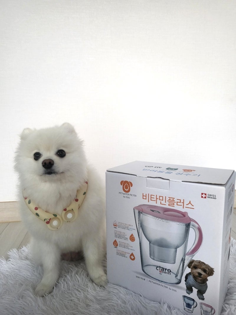 강아지 물 잘 안 마신다면? 클라로스위스 강아지 정수기로 음수량 챙겨보기