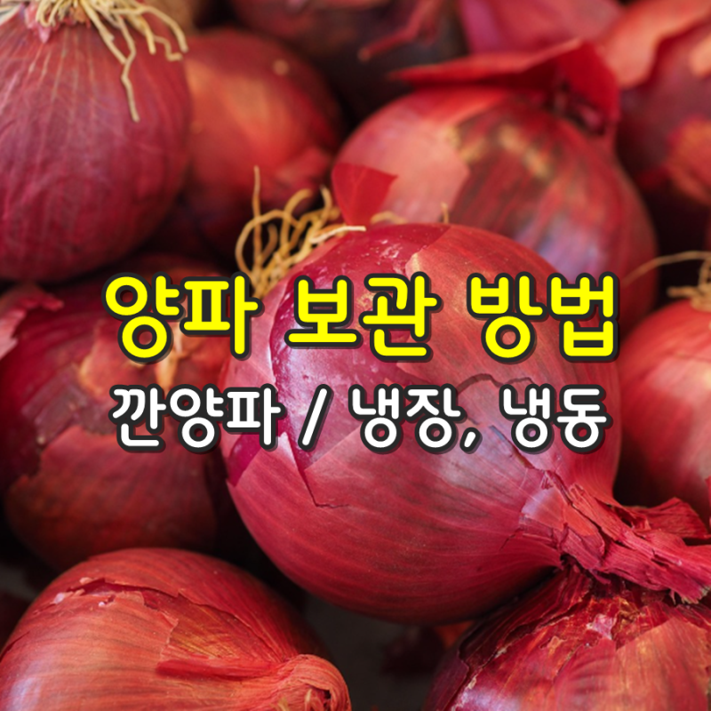 양파 보관 방법 깐 양파 오래 보관하는 방법 냉장 보관