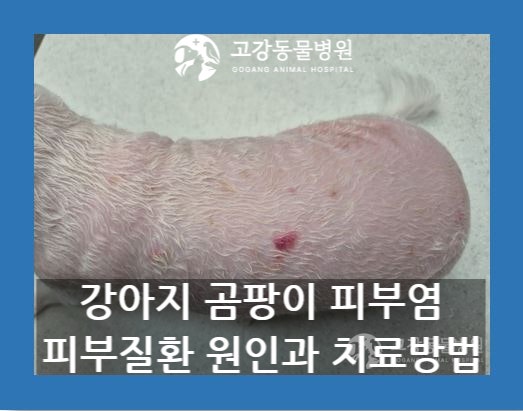 강아지 곰팡이 피부염 / 피부질환 원인과 치료방법