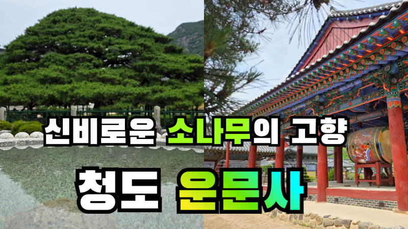 청도 운문사, 신비로운 처진 소나무가 있는 한국 최대 비구니 사찰. 경북 추천 여행지