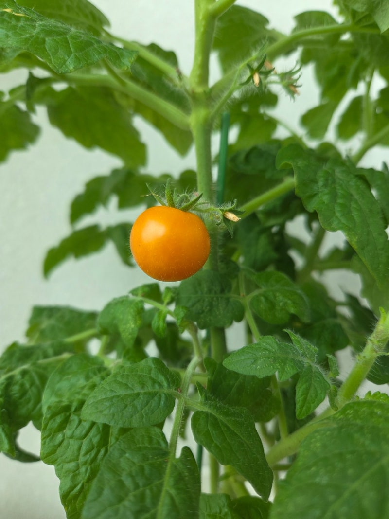 다이소 초보자도 쉽게 기르는 방울토마토 재배 세트 : 과연 진짜로 쉬울까?