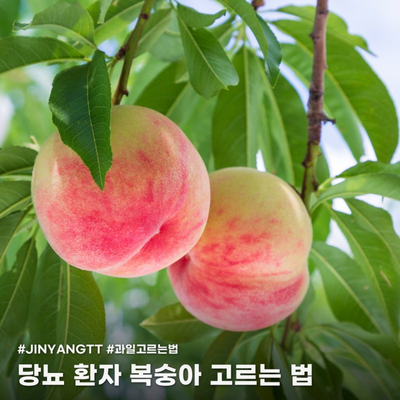 복숭아 당도만 보고 고르지 마세요! 당뇨인의 맛있는 복숭아 고르는 법