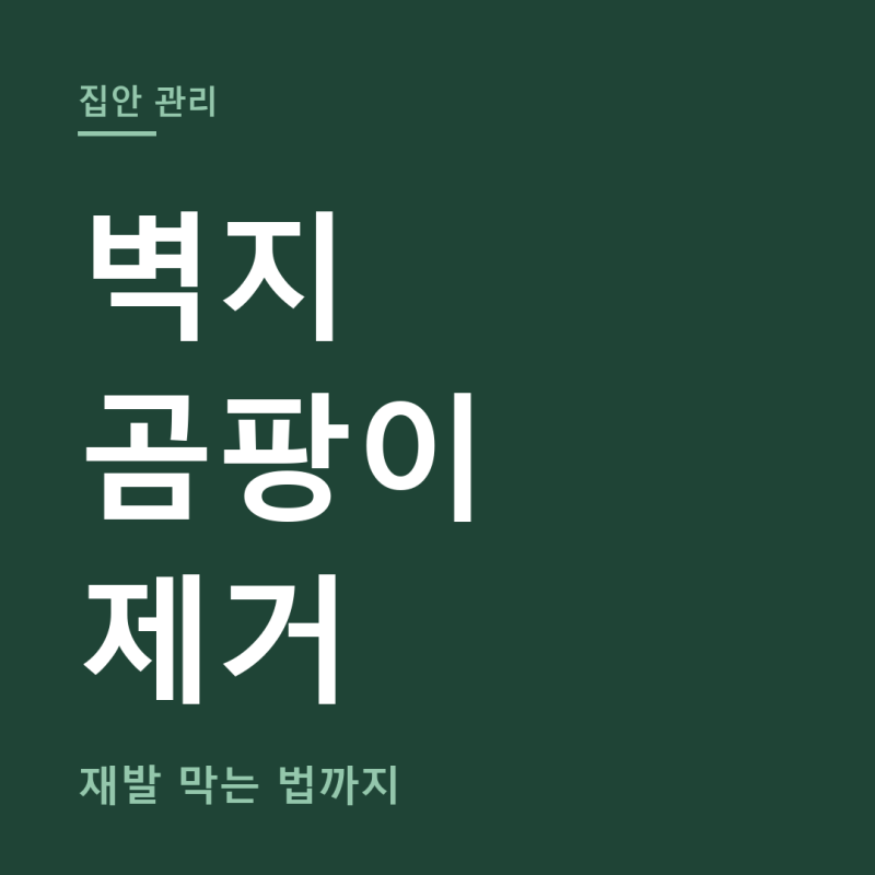 벽지 곰팡이 제거 방법 총정리 (+곰팡이 냄새 제거, 재발 방지)