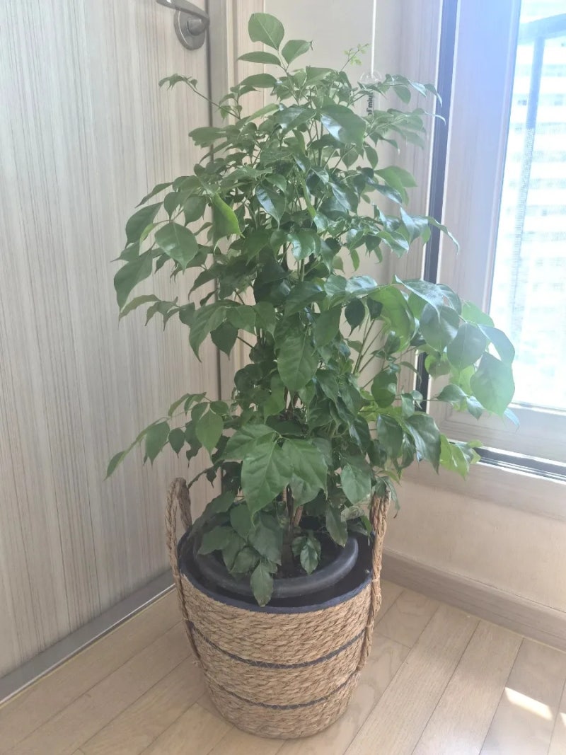 녹보수 키우기｜물주기부터 햇빛, 가지치기까지 초보자 관리법