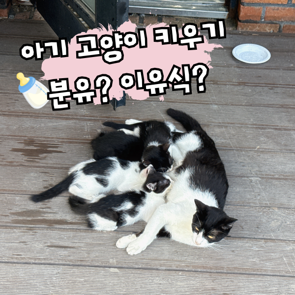 새끼 고양이 먹이, 분유 이유식 아기고양이 밥 사료 시기