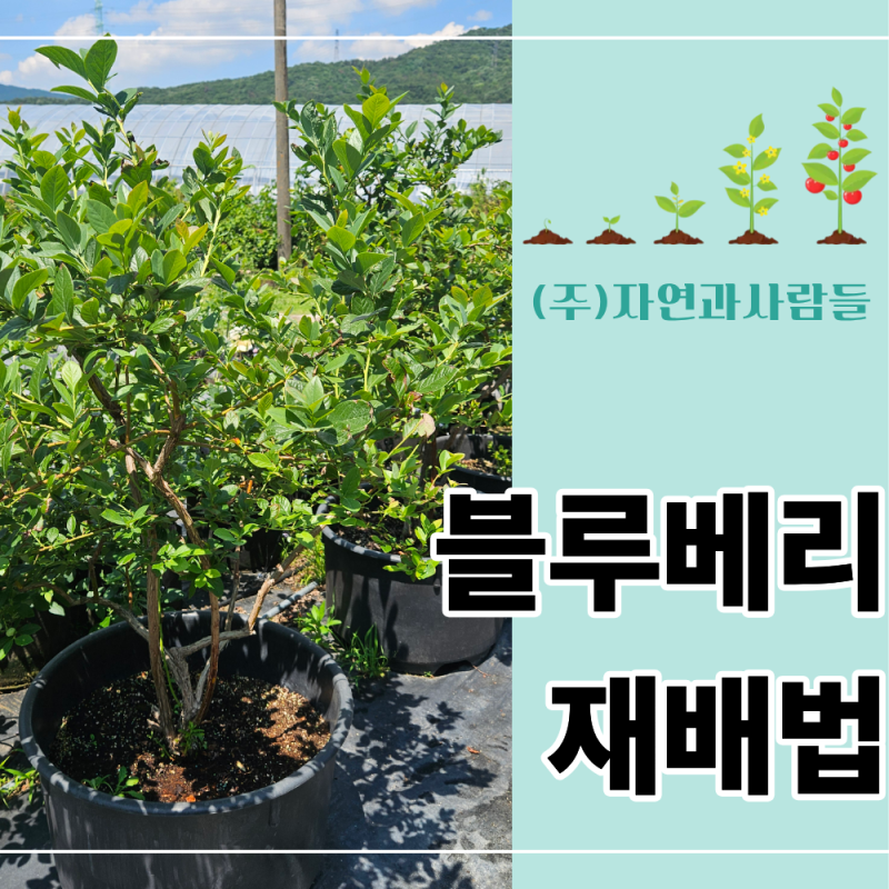 블루베리 재배법, 심기만 하면 저절로 자랄까? 실패 없는 토양 관리 A to Z
