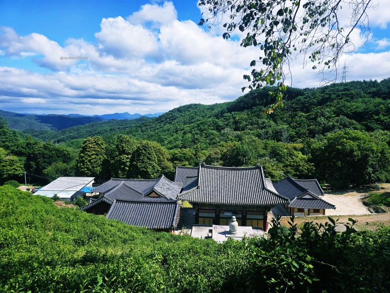 경남 사천 가볼만한곳 다솔사 천년고찰 녹차밭 소나무 숲길 따라 걸어볼까