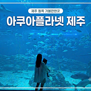 [제주도 실내 아이와 갈만한곳] 제주 아쿠아플라넷 아기랑 후기(할인/공연/부대시설)