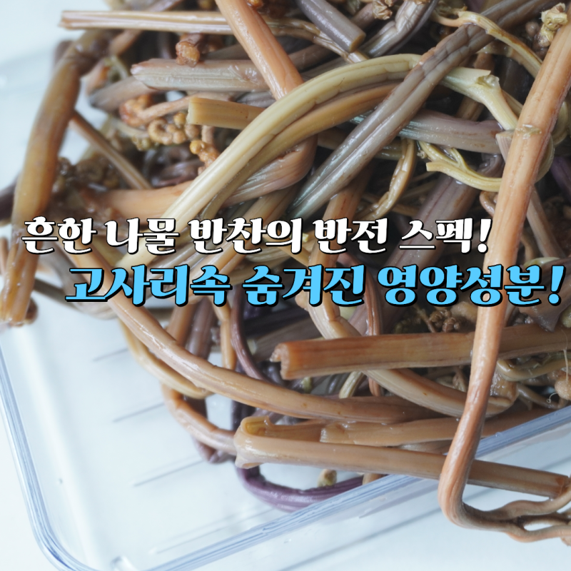 고사리 효능, 식이섬유만 생각했다면? 숨은 영양성분 살펴보니