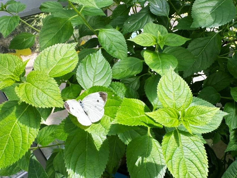 아이와 울진 여행, 살아있는 나비가 날아다니는 곤충여행관