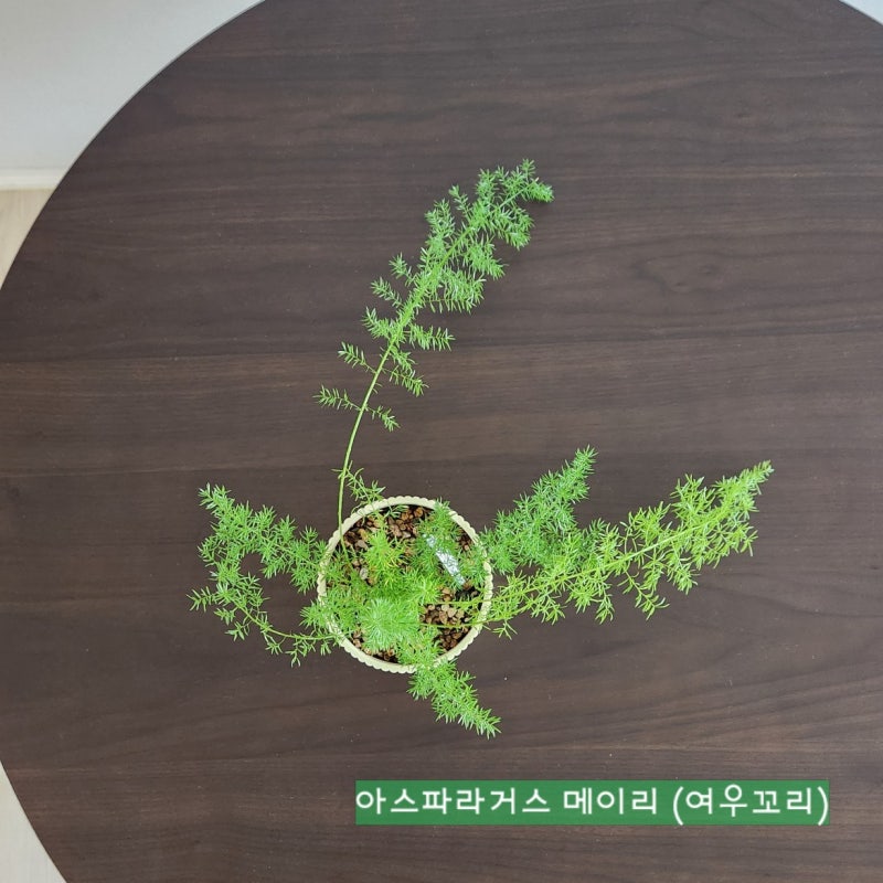 플랜트 | 아스파라거스 메이리(여우꼬리) 키우기