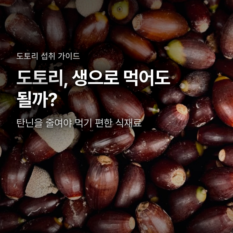 도토리 효능과 먹는 방법, 생으로 먹어도 될까? 탄닌부터 도토리묵까지